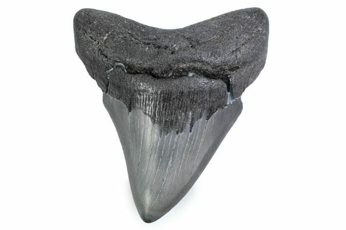 Fossil Megalodon Tooth - Georgia #338688